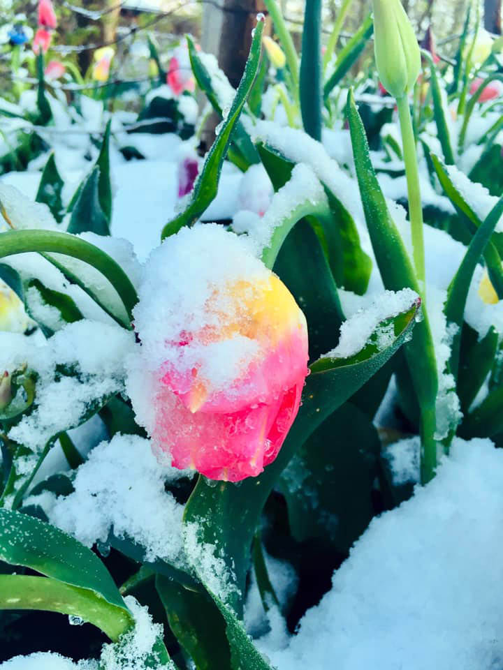 58761590_10156531518889372_922622523516911616_n